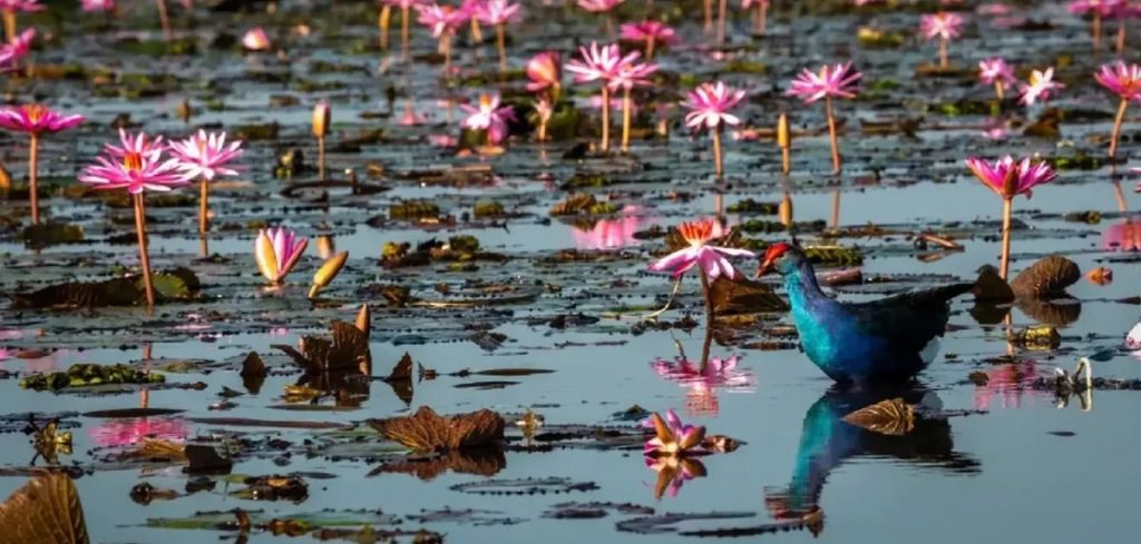 Lisa (BLACKPINK) làm đại sứ chiến dịch "Amazing Thailand" - 5